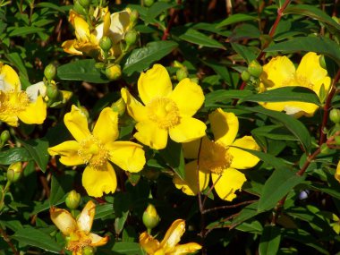 Çiçekler arka plan / doku