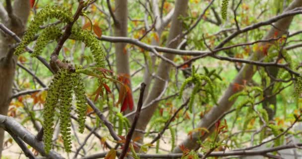 Flores en las ramas de un árbol de nuez 4k — Vídeo de stock