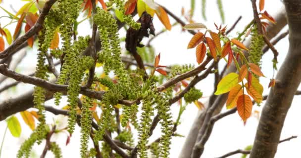 Fiori sui rami di un albero di noce 4k — Video Stock