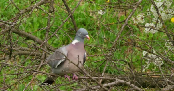 Pigeon gris assis sur la branche — Video