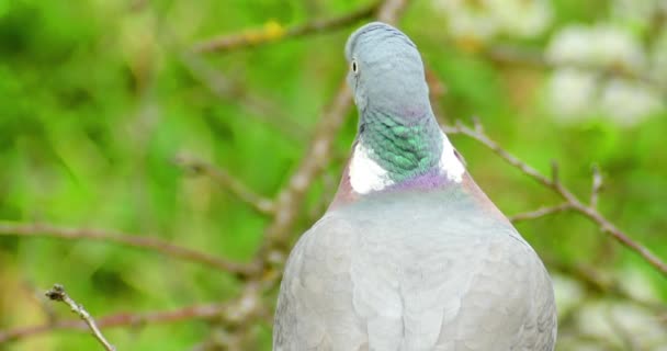 Pombo cinzento sentado no galho — Vídeo de Stock