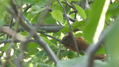 bir dal üzerinde oturan sincap