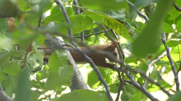 Eichhörnchen sitzt auf einem Ast — Stockvideo