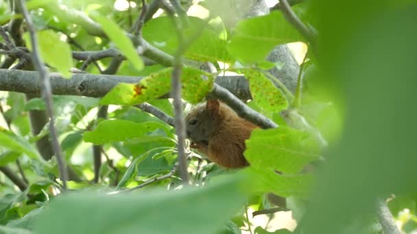 Squirrel Sitting On A Branch — Stock Video