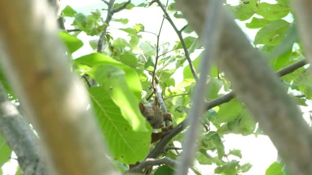 Eichhörnchen sitzt auf einem Ast — Stockvideo