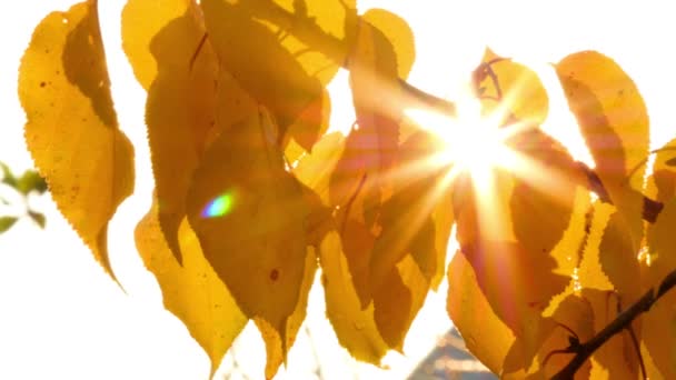 Sol brilhando através de folhas de outono — Vídeo de Stock