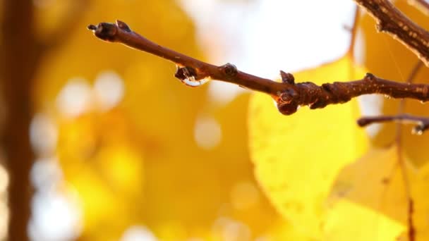 Rami di alberi con gocce d'acqua dopo la pioggia — Video Stock