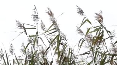 Bulrush siluet gökyüzü arka plan üzerinde