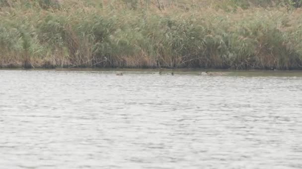 Утки отдыхают в пруду — стоковое видео