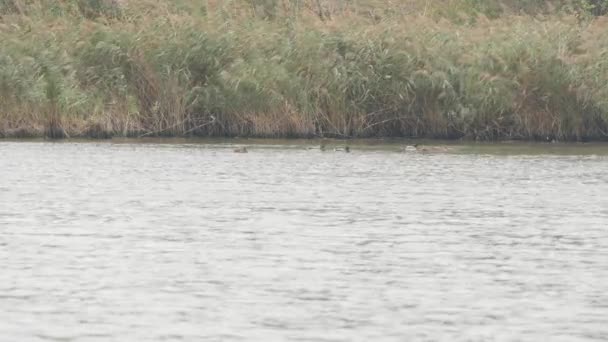 Patos descansando em uma lagoa — Vídeo de Stock