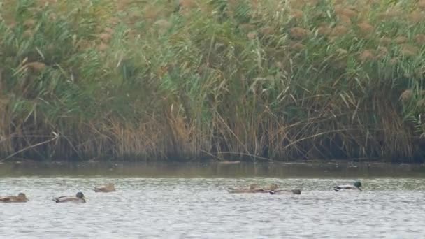 Veel eenden op het Water — Stockvideo