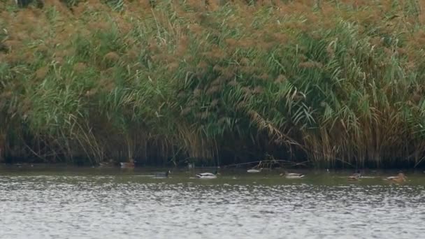 Patos caminando por el lago — Vídeos de Stock