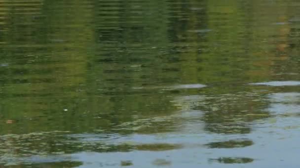 Fondo de superficie de agua — Vídeo de stock