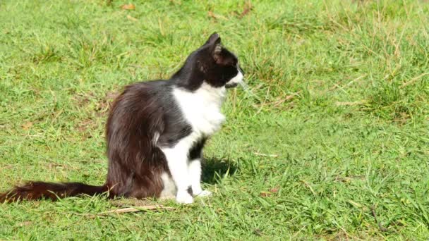 Kat op groen gras — Stockvideo