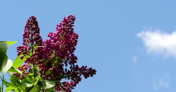 Бузкові квіти на тлі блакитного неба — стокове відео