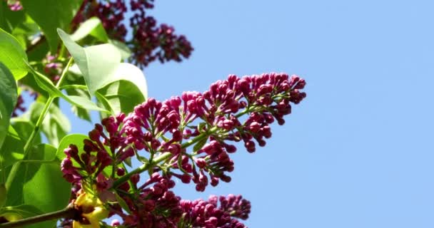 Lila bloemen tegen de blauwe lucht — Stockvideo