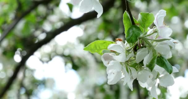 Manzano flor brillante blanco iluminado por un rayo brillante del sol de primavera — Vídeos de Stock