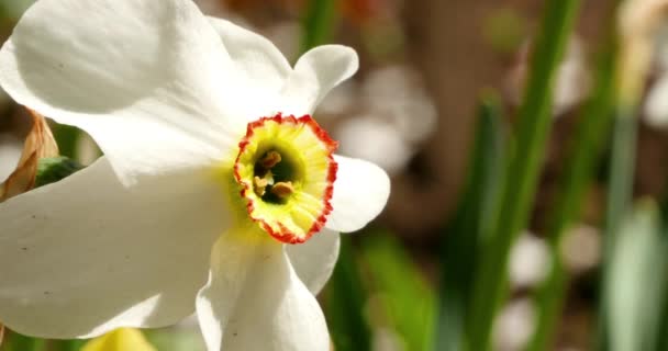 Narcissus blomma i en trädgård — Stockvideo