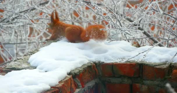 Eichhörnchen im Wintergeäst — Stockvideo