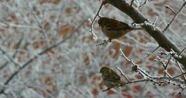 Gorriones en el árbol en invierno — Vídeos de Stock