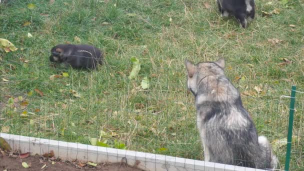 Alaskan malamute auf dem Garten — Stockvideo