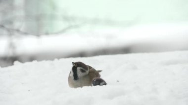 Karlı kış aylarında tohumları yemek serçeler