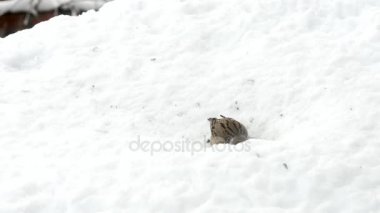 Karlı kış aylarında tohumları yemek serçeler