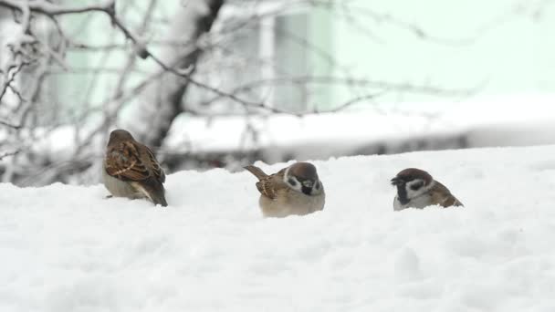 Sperlinge fressen Samen im verschneiten Winter — Stockvideo