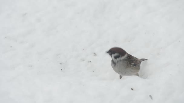 Pardais comendo sementes no inverno nevado — Vídeo de Stock