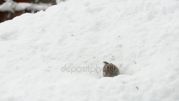 Pardais comendo sementes no inverno nevado — Vídeo de Stock