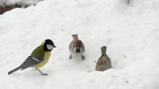 Sperlinge fressen Samen im verschneiten Winter — Stockvideo