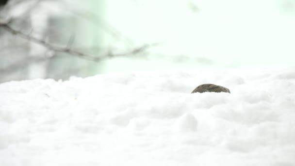 Sparvar äta frön i snörik vinter — Stockvideo