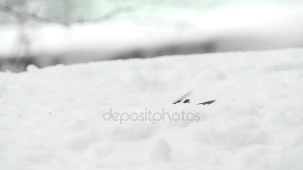 Bruants mangeant des graines en hiver enneigé — Video