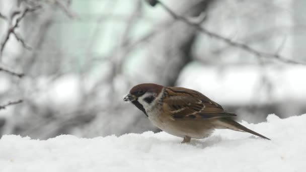 雪に覆われた冬に種を食べるスズメ — ストック動画