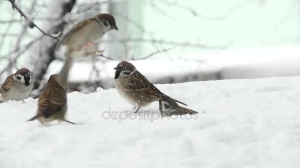 Τα σπουργίτια τρώγοντας σπόρους χιονισμένο χειμώνα — Αρχείο Βίντεο
