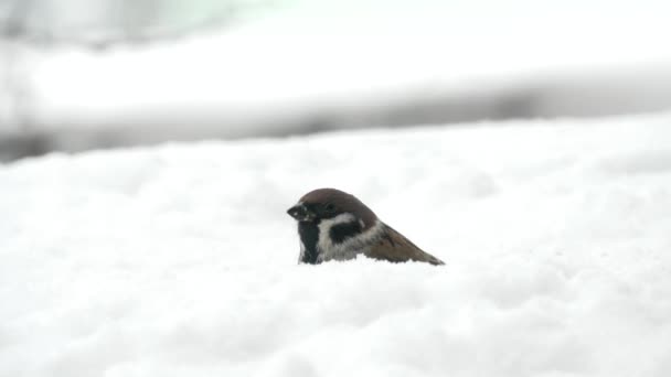 雪に覆われた冬に種を食べるスズメ — ストック動画