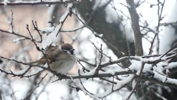 Gorrión pájaro en una rama en el invierno — Vídeo de stock