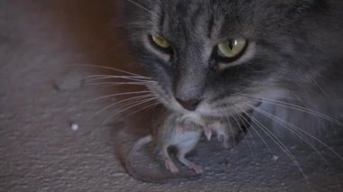 kedi fareyi ağız bulunur.