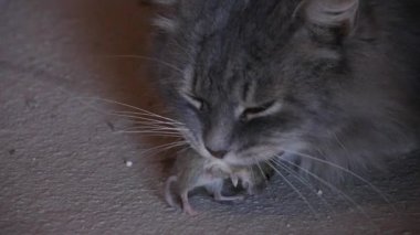 kedi fareyi ağız bulunur.