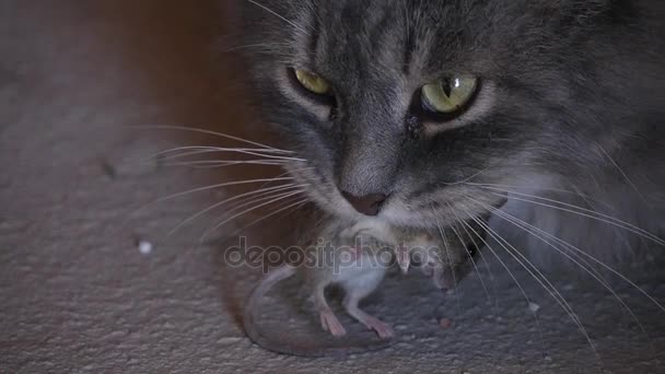 Gato tiene el ratón en la boca — Vídeos de Stock