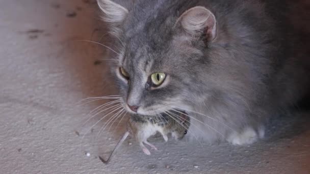 Kočka má myš v ústech — Stock video