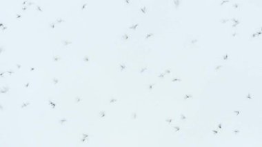 Doğada vızıldayan sivrisinek sürüsü