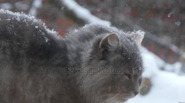 Kedi dışında oturur ve pencereden görünüyor