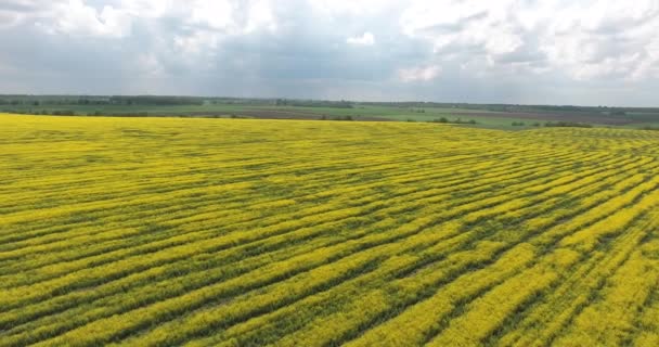 Landbouwgrond met bloeiende koolzaad — Stockvideo