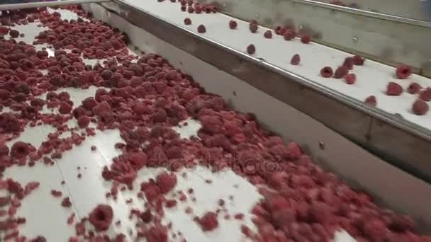 Industrielle Verarbeitung von gefrorenen Himbeeren — Stockvideo