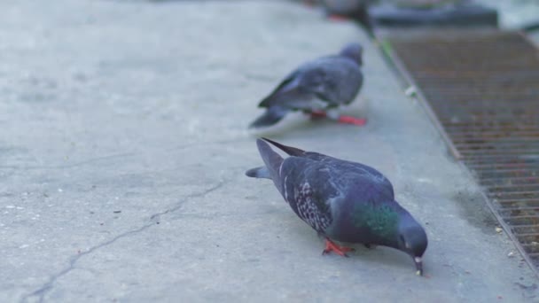 Pigeons manger sur la rue de la ville — Video