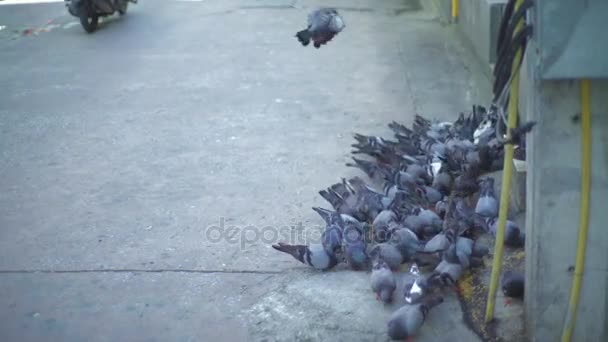 Голуби, питающиеся на городской улице — стоковое видео