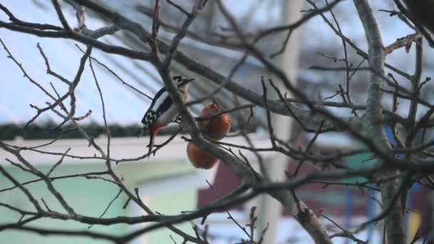 Fine Woodpecker comió su desayuno — Vídeos de Stock