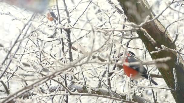 Bullfinch sitiing no ramo — Vídeo de Stock