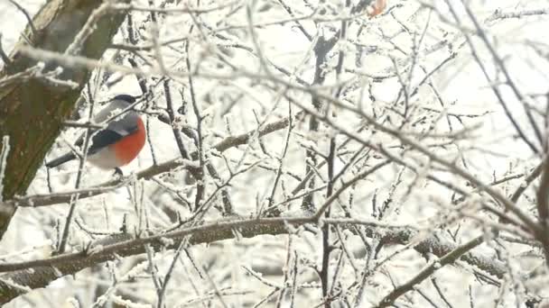 Bullfinch sitiing su ramo — Video Stock